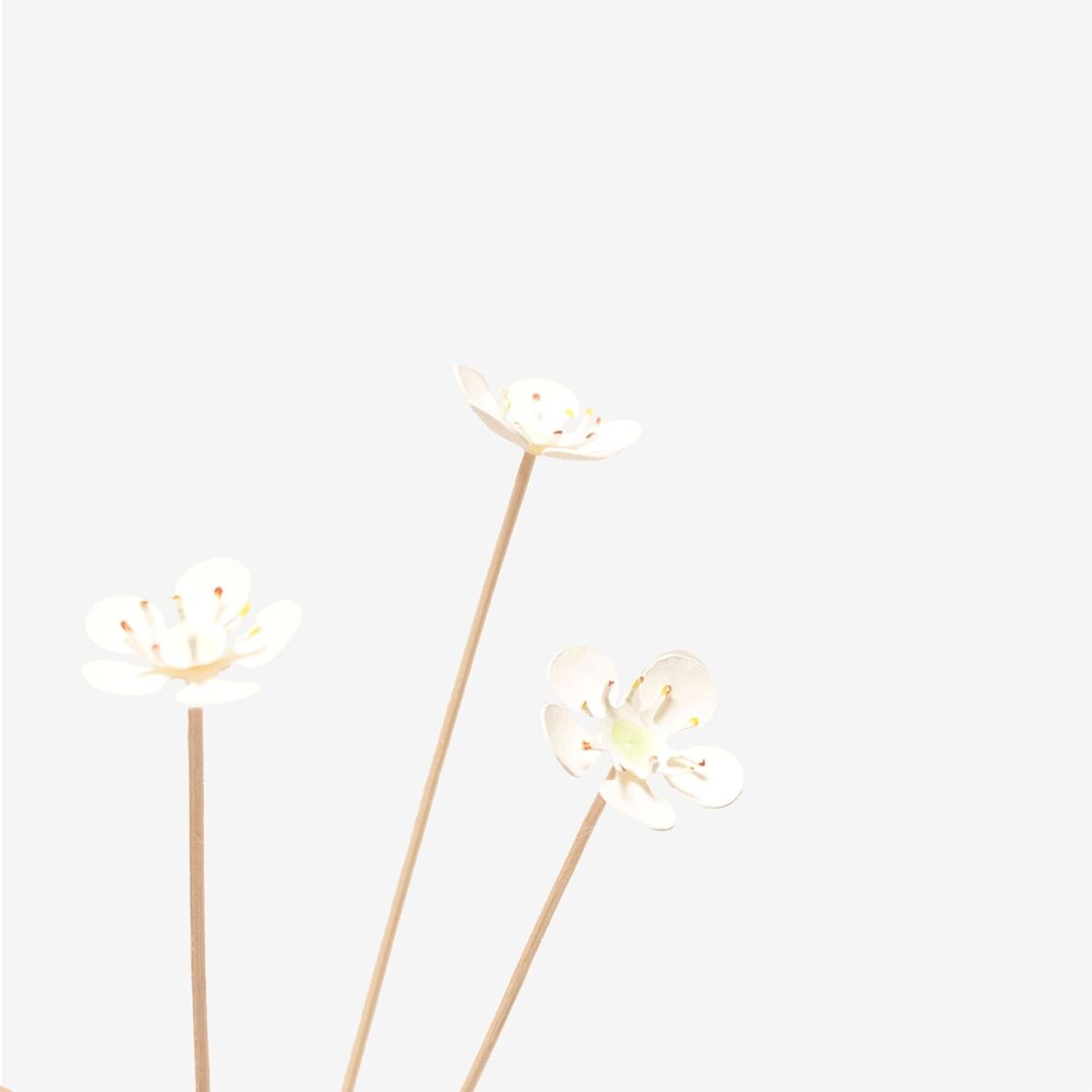 Bar à Fleurs | Les Sauvages |