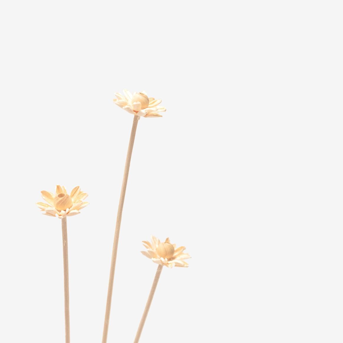 Bar à Fleurs | Les Sauvages |