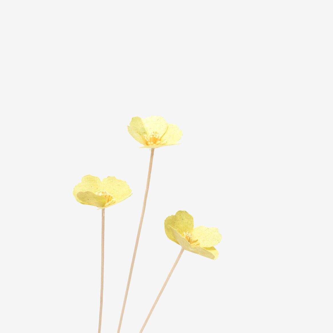 Bar à Fleurs | Les Sauvages |